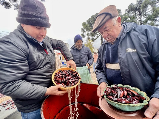 Festa do Pinhão em São Francisco de Paula será de 23 a 25 de junho 1 Festa do pinhao 3 - Acontece Gramado