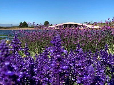 Parque das Flores com 7 milhões de mudas abre ao público. Veja fotos! 5 Jo Moreira - Acontece Gramado
