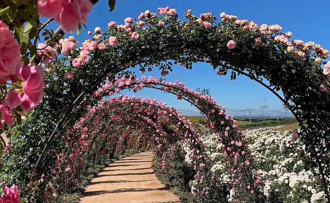 Parque das Flores com 7 milhões de mudas abre ao público. Veja fotos! 1 Jo Moreira 1 1 - Acontece Gramado
