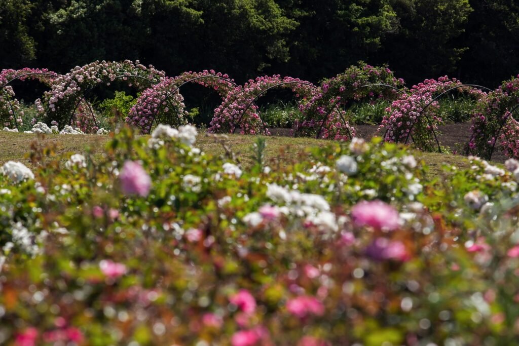 Parque das Flores com 7 milhões de mudas abre ao público. Veja fotos! 2 Jo Moreira - Acontece Gramado