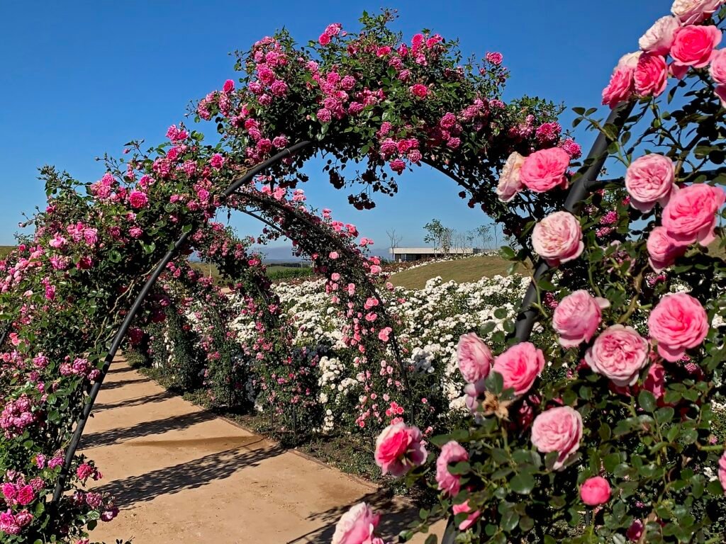 Parque das Flores com 7 milhões de mudas abre ao público. Veja fotos! 4 Jo Moreira 3 - Acontece Gramado