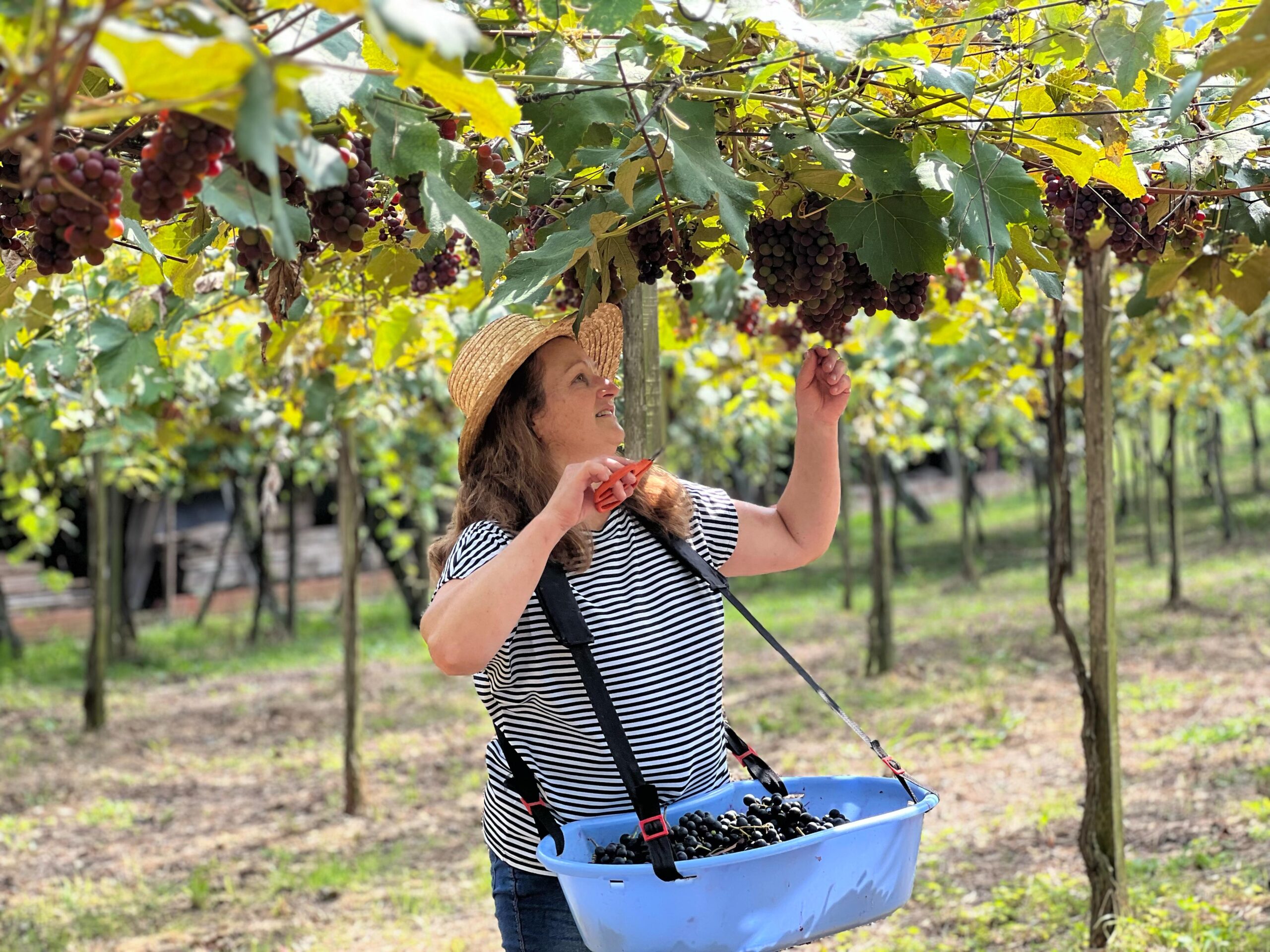 Vindima 2024: Conheça a programação das vinícolas de fevereiro até março em Gramado 8 Leila Lazaretti Vinicola Lazaretti 1 scaled - Acontece Gramado