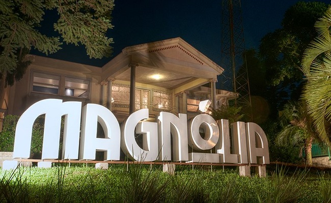 Magnolia canela - Acontece Gramado