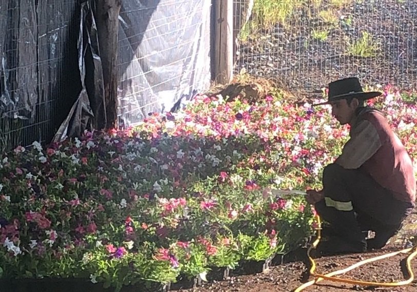 Prefeitura de Canela realiza plantio de 20 mil mudas de flores em canteiros públicos 1 Mudas 2 - Acontece Gramado