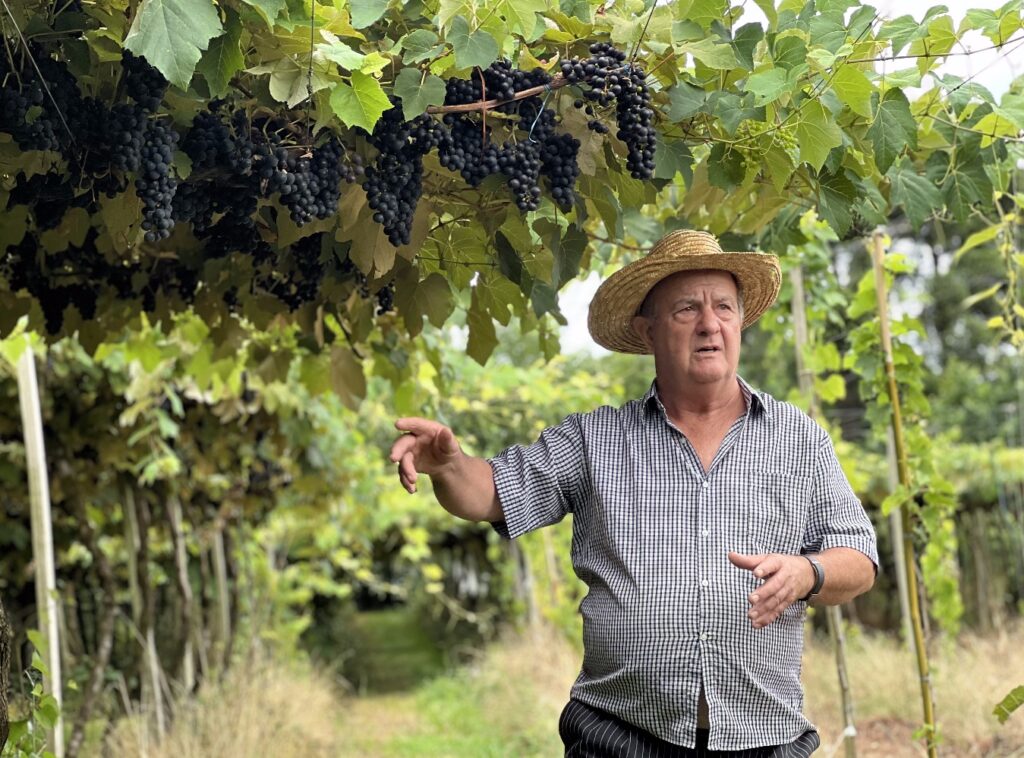 Vindima 2024: Conheça a programação das vinícolas de fevereiro até março em Gramado 3 Pedro Cavichion Cantina zio pietro 1 - Acontece Gramado