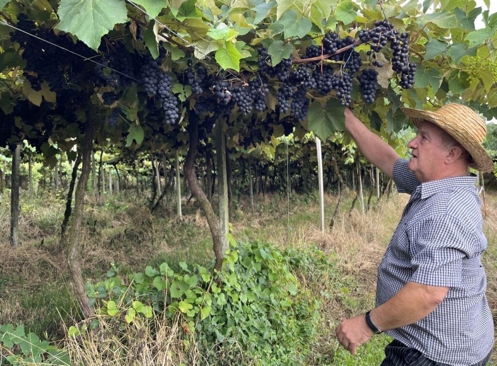 Vindima em Gramado: Cantina Zio Pietro tem experiência da pisa da uva e visitação ao vinhedo 1 Pedro Cavichon Cantina zio pietro 3 - Acontece Gramado