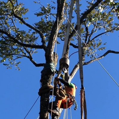 Transplante cedro 11 1 - Acontece Gramado