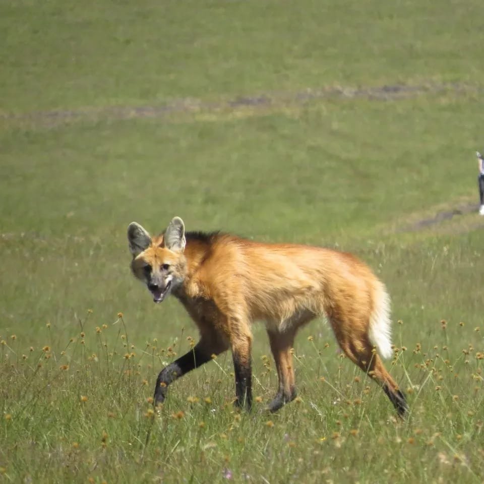 Paty Viale: Flagra mostra que Lobo Guará resiste à ameaça de extinção 2 WhatsApp Image 2022 02 02 at 15.08.55 2 - Acontece Gramado