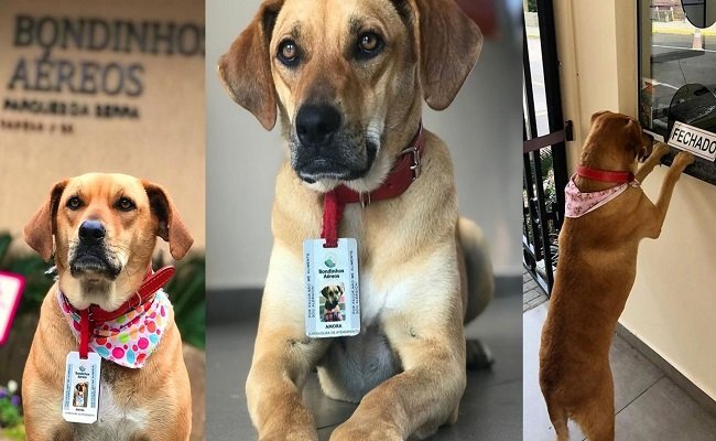 Cachorrinha adotada pelo Parques Bondinhos da Serra faz sucesso nas redes sociais 1 amora - Acontece Gramado