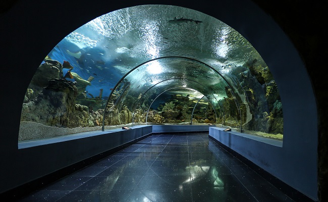 Gramado terá Aquário de 15 mil metros quadrados como atração do Natur Park 1 aquario - Acontece Gramado