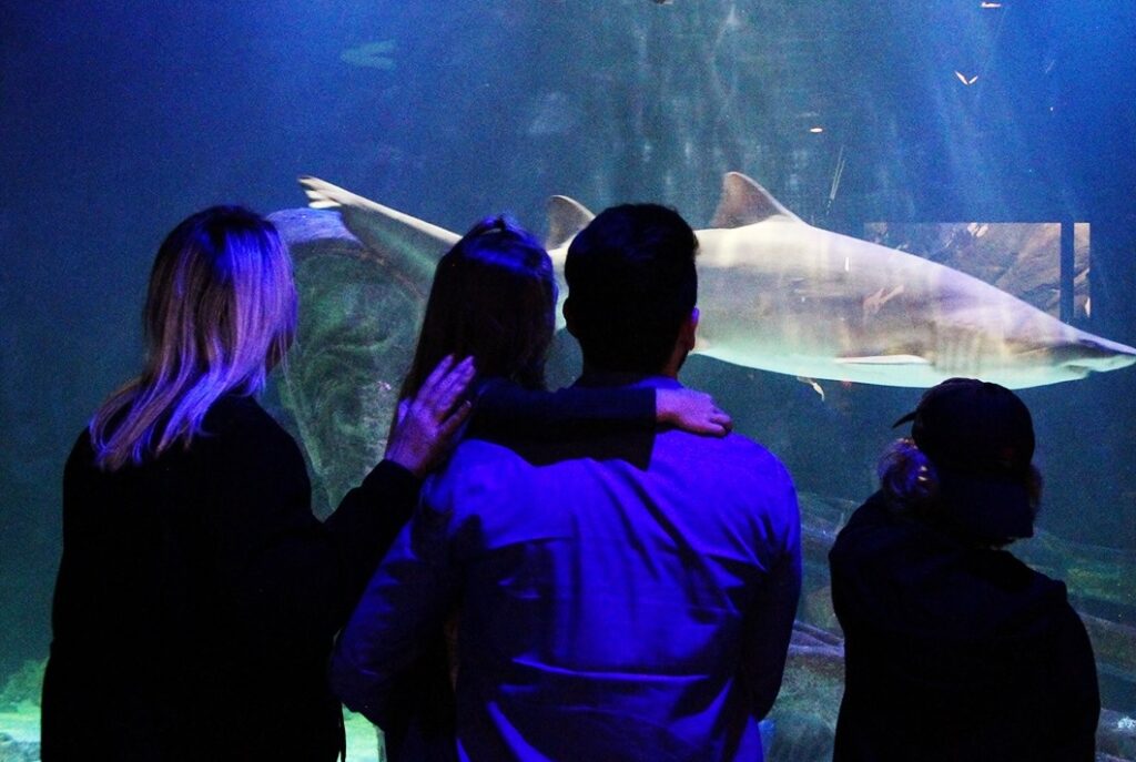 Gramado Aquarium projeta 3 milhões de litros de água, túnel de 32 metros e inauguração em 2024 1 aquarium gramado 2 - Acontece Gramado