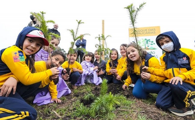 Um milhão de araucárias: Moradores serão pagos para plantar mudas da espécie em São Chico 1 araucaria - Acontece Gramado