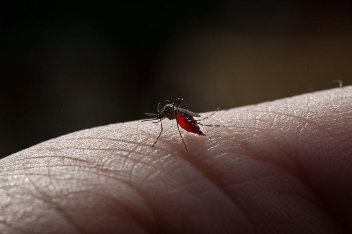 Gramado tem nove casos de dengue confirmados e Canela nenhum 1 dengue 2 - Acontece Gramado
