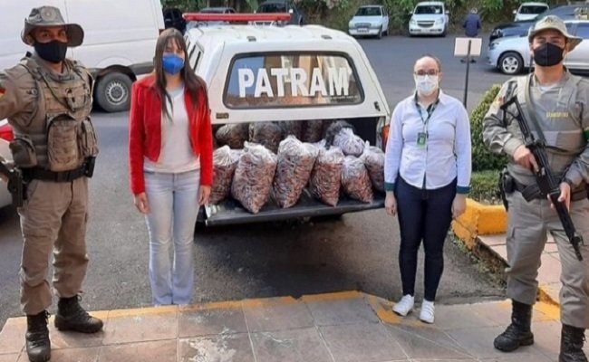 PATRAM doa 186 quilos de pinhão ao Hospital São Miguel de Gramado 1 doacao - Acontece Gramado