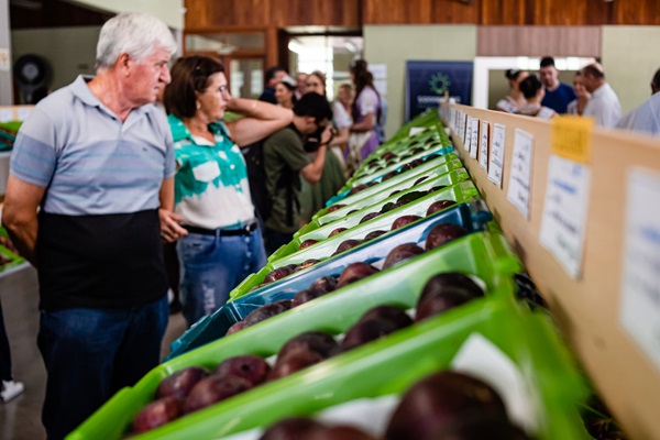 Festa do Figo é atração do fim de semana em Nova Petrópolis 1 festa do figo - Acontece Gramado
