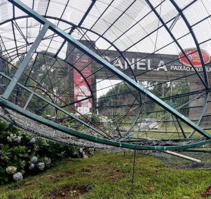 BM prende homem que estava furtando fios e cabos de pinheiro gigante que caiu no temporal 1 fios canela - Acontece Gramado