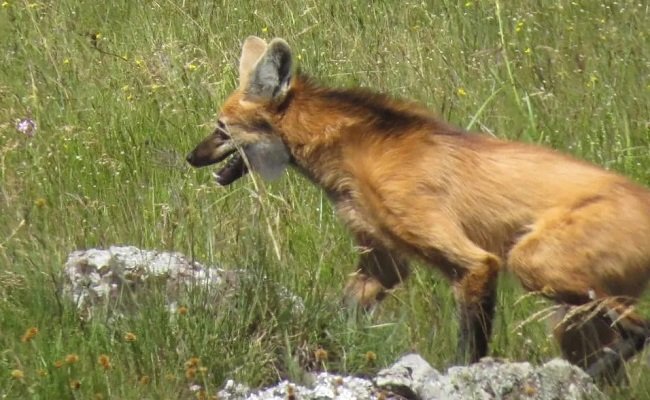 Paty Viale: Flagra mostra que Lobo Guará resiste à ameaça de extinção 1 lobo 2 - Acontece Gramado