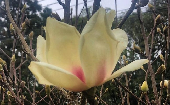 marcela - Acontece Gramado