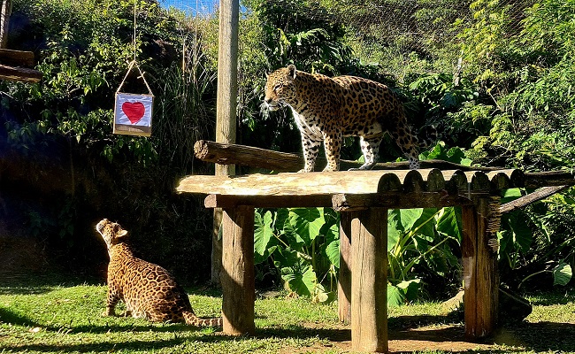 oncas namorados - Acontece Gramado