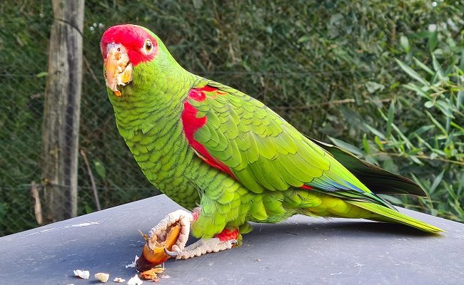 Animais do Gramadozoo tem pinhão incluído no cardápio 1 pinhao 2 - Acontece Gramado