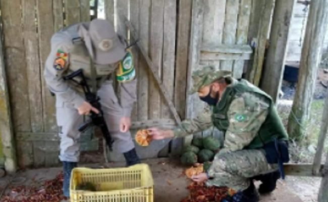 Colheita de pinhão pode ser iniciada a partir desta quinta-feira (15) 1 pinhao - Acontece Gramado