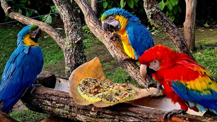 Gramadozoo reforça calorias na alimentação dos animais com polenta, amendoim, pinhão e milho 1 polenta araras - Acontece Gramado