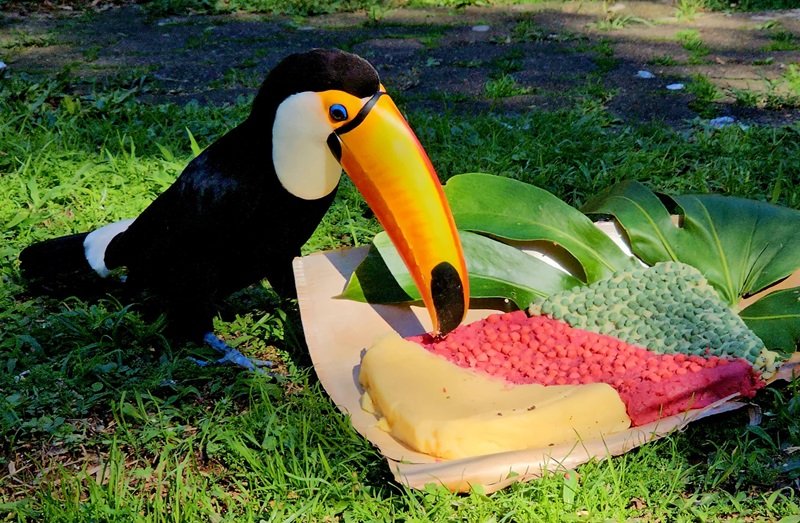 Animais do Gramadozoo ganham suplementação com polenta para encarar o frio 1 polenta tucano foto halder - Acontece Gramado