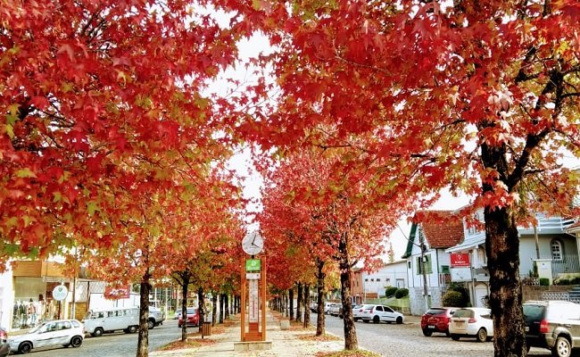 sao chico 2 1 - Acontece Gramado