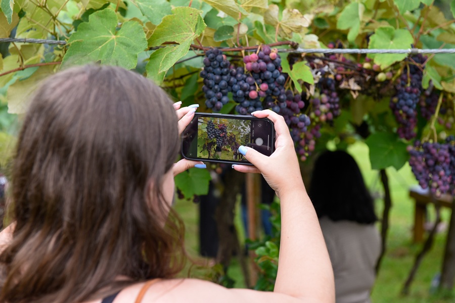 Vindima em Gramado é oficialmente aberta com celebração ecumênica e colheita simbólica 1 vindima - Acontece Gramado