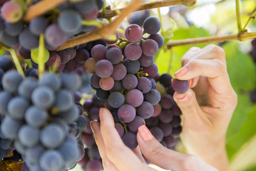 Gramado celebra a colheita da uva com música nos parreirais e novidades com início da Vindima 2026 1 vinicolas 1 - Acontece Gramado