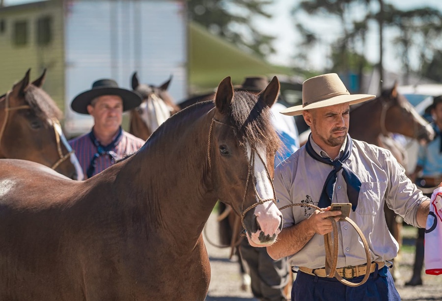 Primeira Exposição de Cavalo Crioulo estreia neste domingo (10) na Festa da Colônia de Gramado 1 exposicao fotoo lucas nunes - Acontece Gramado