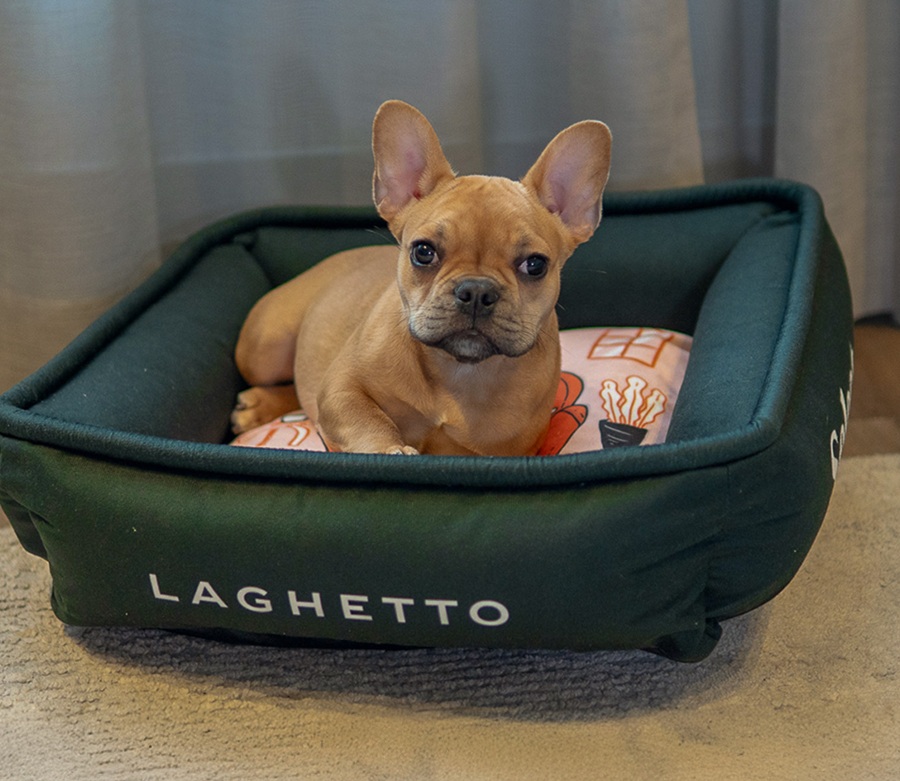 Laghetto expande estrutura pet friendly em nove hotéis de Gramado e Canela 1 Pet Friendly Divulgacao Laghetto 02 - Acontece Gramado