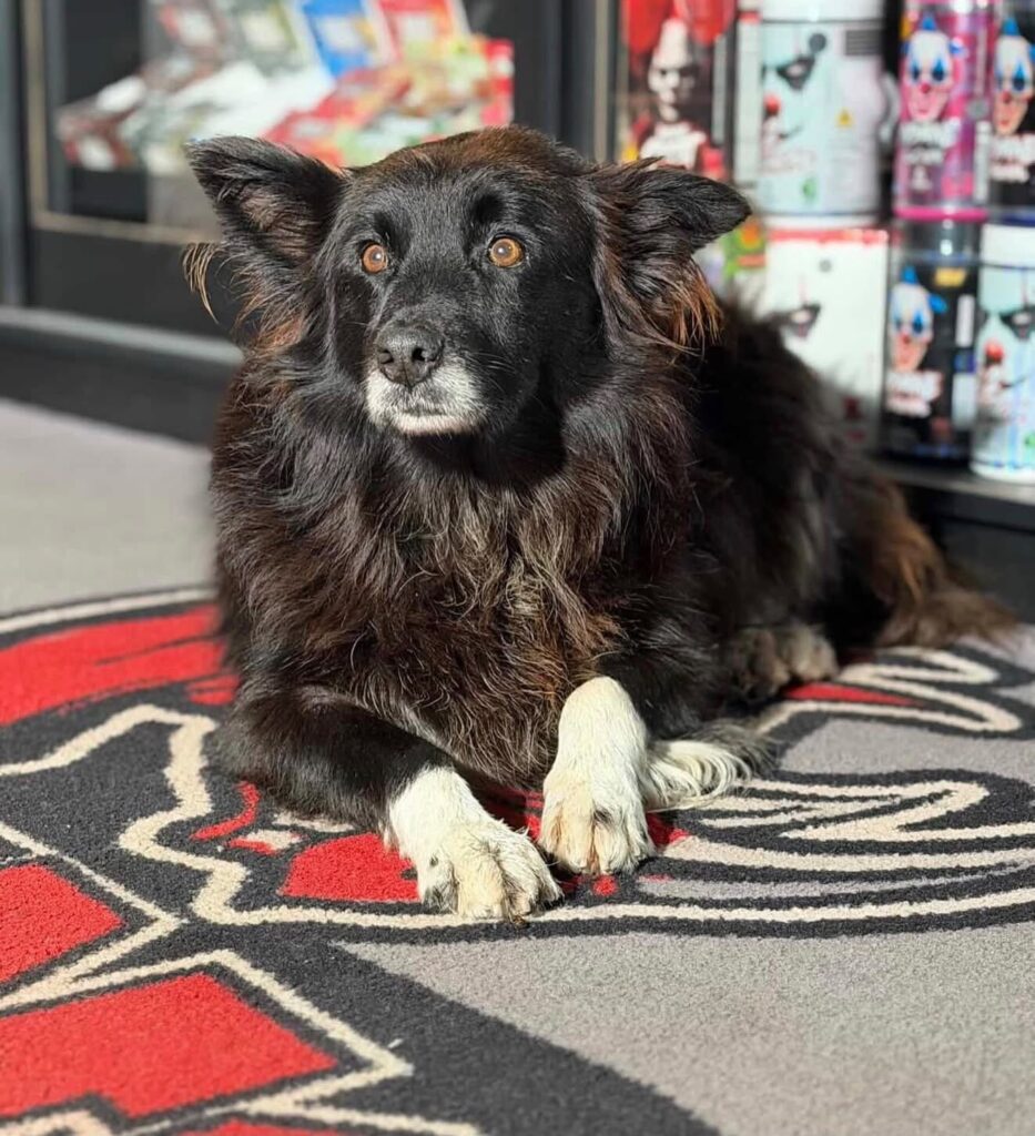 Cão comunitário Dorflex morre após ser atropelado e arrastado em Gramado 1 Dorflex Gramado - Acontece Gramado